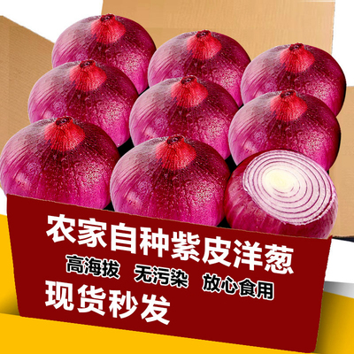 农家自种紫皮洋葱新鲜圆葱洋葱蔬菜红皮特产农家元葱水果包邮现挖