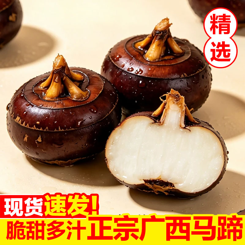 广西马蹄荸荠新鲜特大果现挖现发脆甜地梨蔬菜马蹄果当季水果