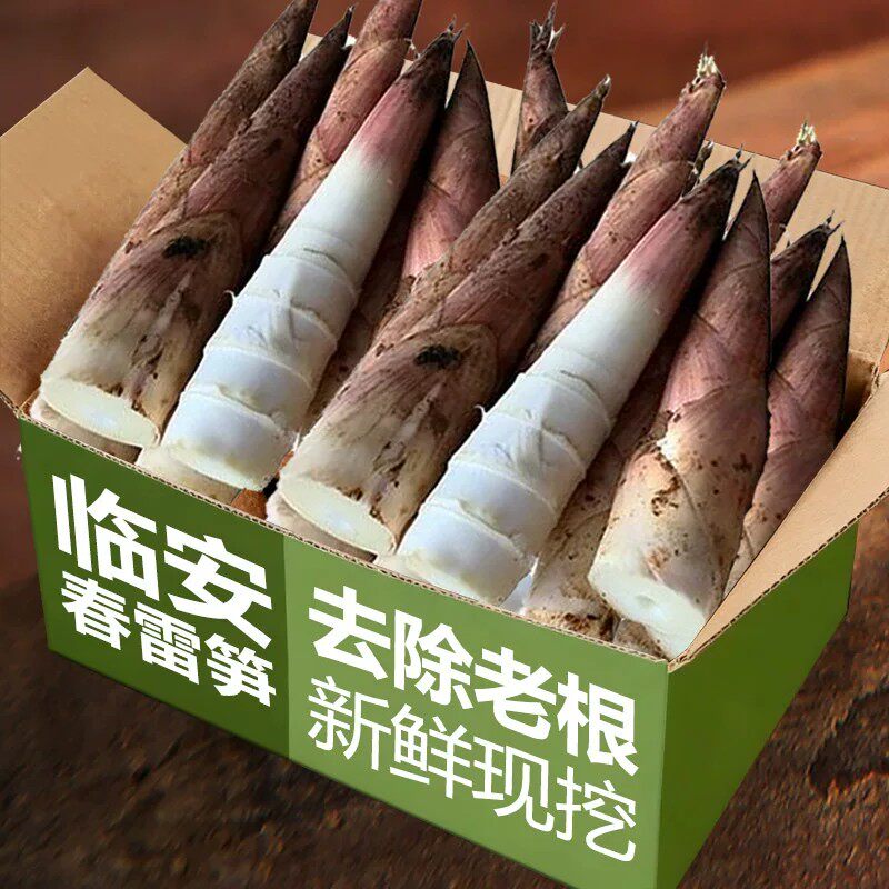 天目嫩芽笋临安春笋天目羊毛笋大笋新鲜现挖高山黄泥鲜笋鲜竹笋