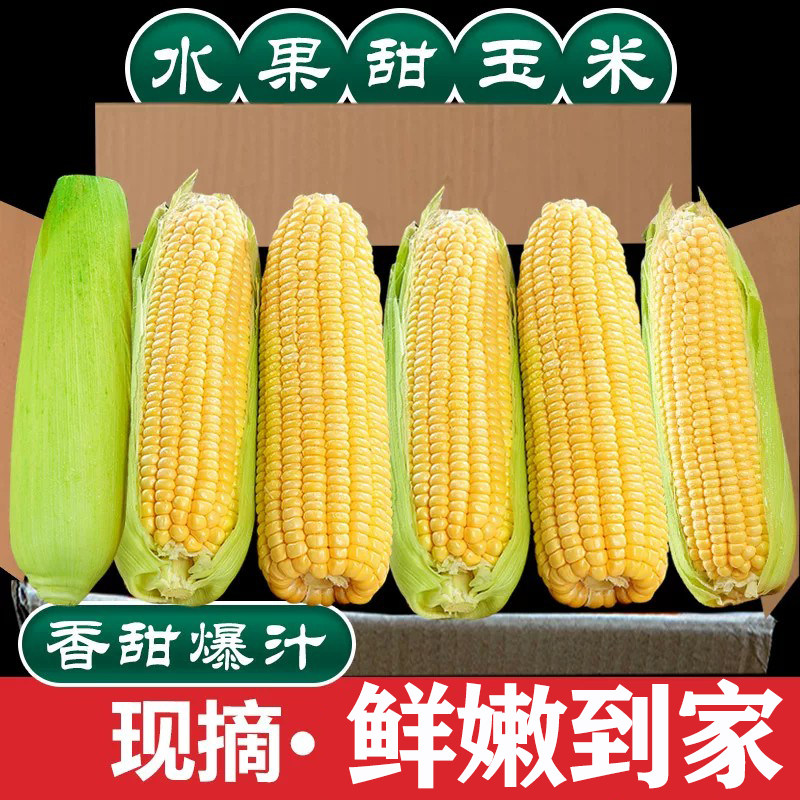 现摘水果玉米5斤,脆甜多汁!