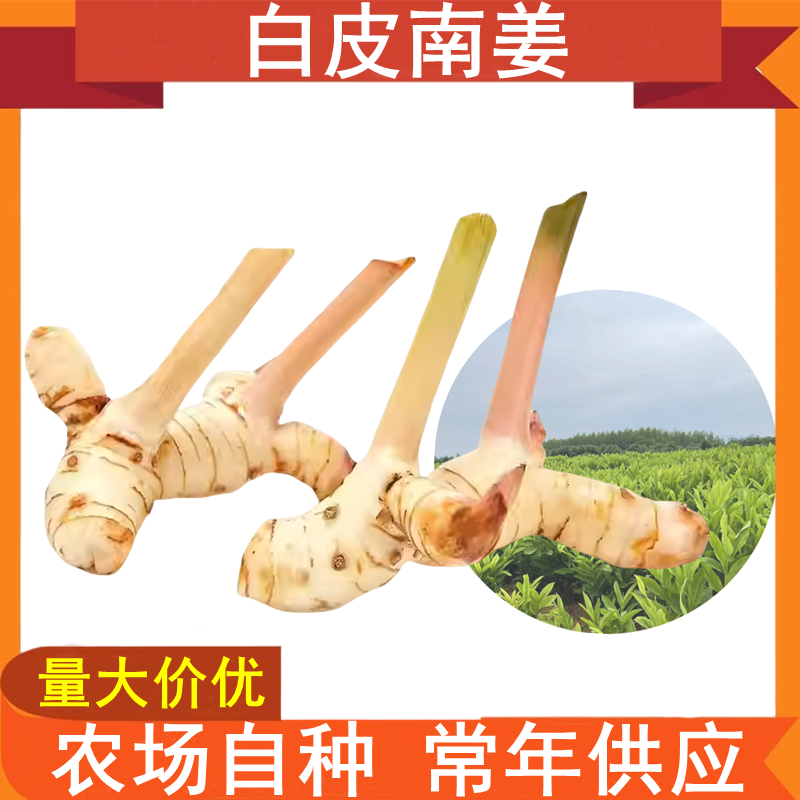 泰国品种白皮南姜新鲜高良姜调味调料泰式火锅底料冬阴功食材香料
