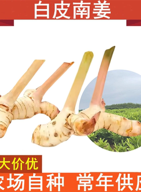 泰国品种白皮南姜新鲜高良姜调味调料泰式火锅底料冬阴功食材香料