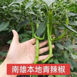 南雄本地新鲜辣椒青辣椒线椒微辣菜椒