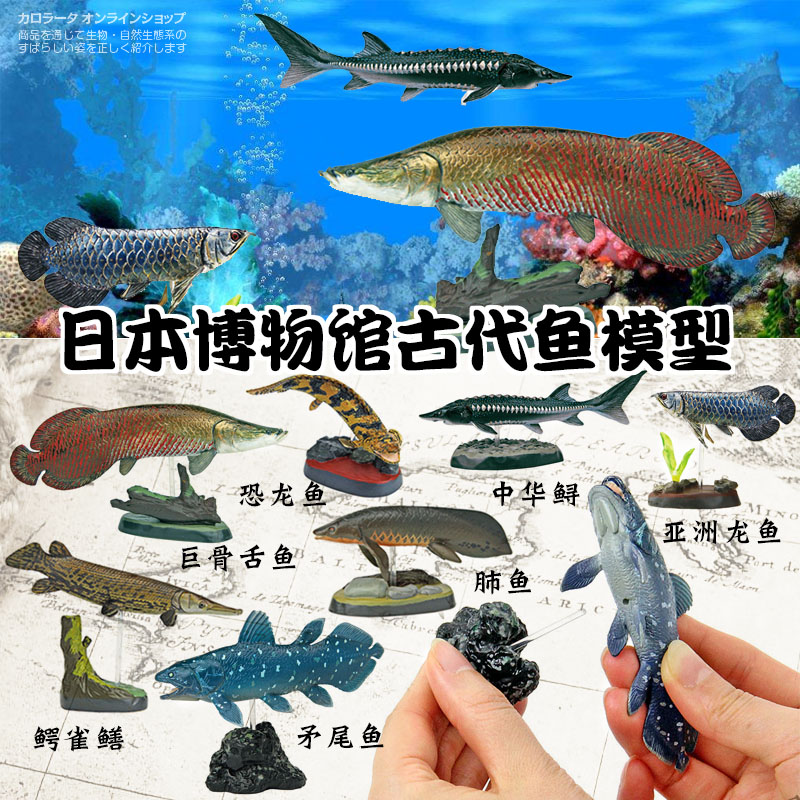 colorata原装古代藏品海洋生物