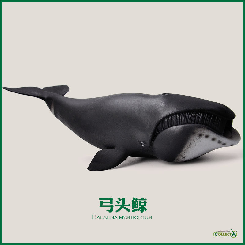 collecta我你他 88652弓头鲸鱼仿真极地野生动物海洋底模型玩具
