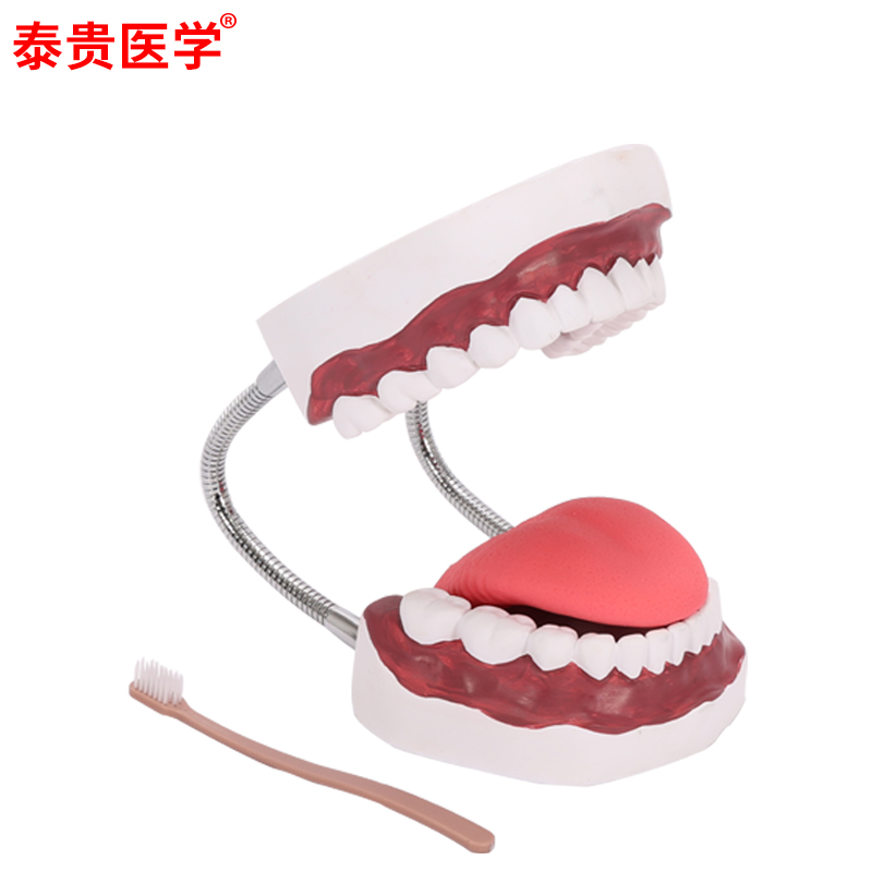 TG/H11牙护理5倍口腔保健护理模型大号牙齿