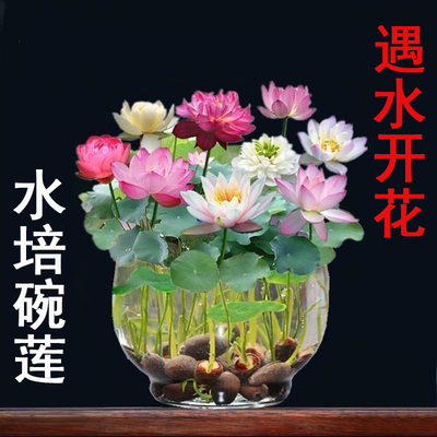 碗莲水培植物四季开花室内好养活花卉盆栽绿植睡莲荷花碗莲种子