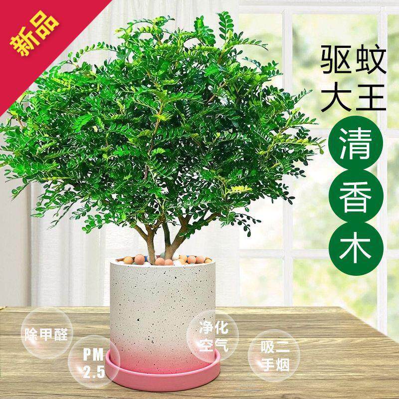 驱蚊草植物室内外驱虫草胡椒木