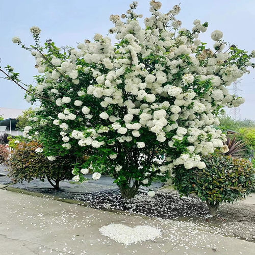 中华斗球木本绣球花苗盆栽白色