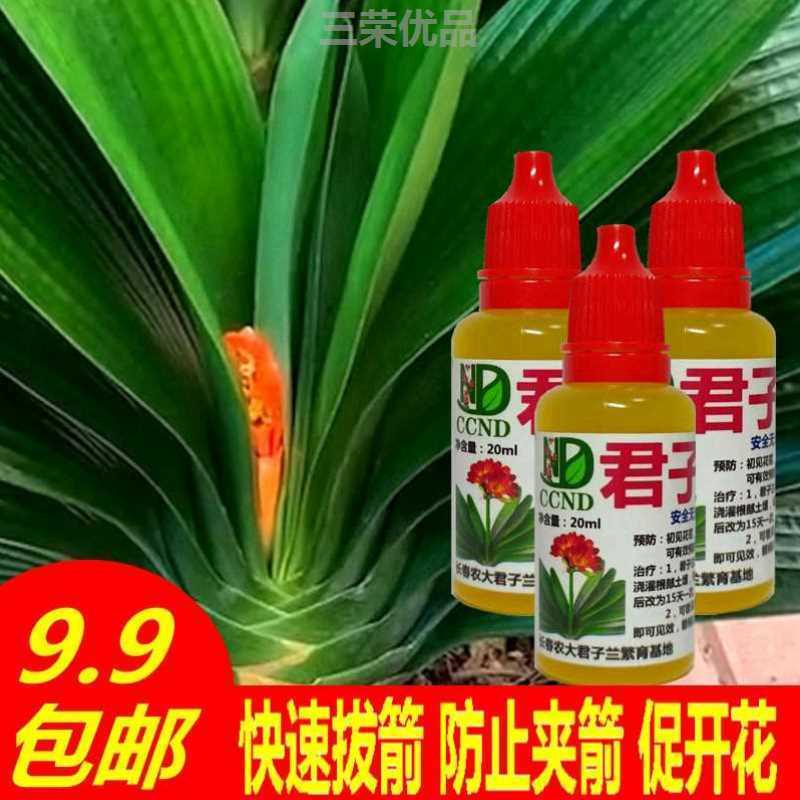 君子兰夹剑液预防夹箭灵快速拔箭剂通用型促花剑开花补充肥营养液 鲜花速递/花卉仿真/绿植园艺 家庭园艺肥料 原图主图