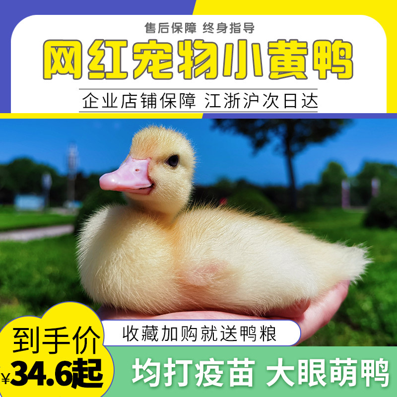 网红宠物小黄鸭子苗宠物鸭子纯活体活的柯尔鸭小鸭子活物家养萌宠