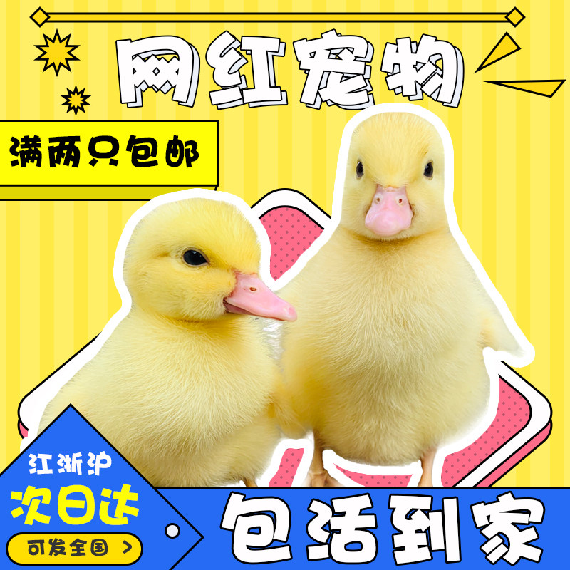网红宠物小黄鸭苗宠物小鸭子活物小鸭子宠物活的可达鸭宠物鸭活物