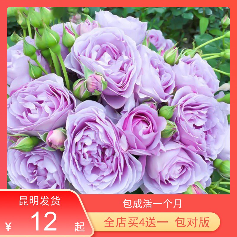 进口月季品种绿色地栽掌柜推荐