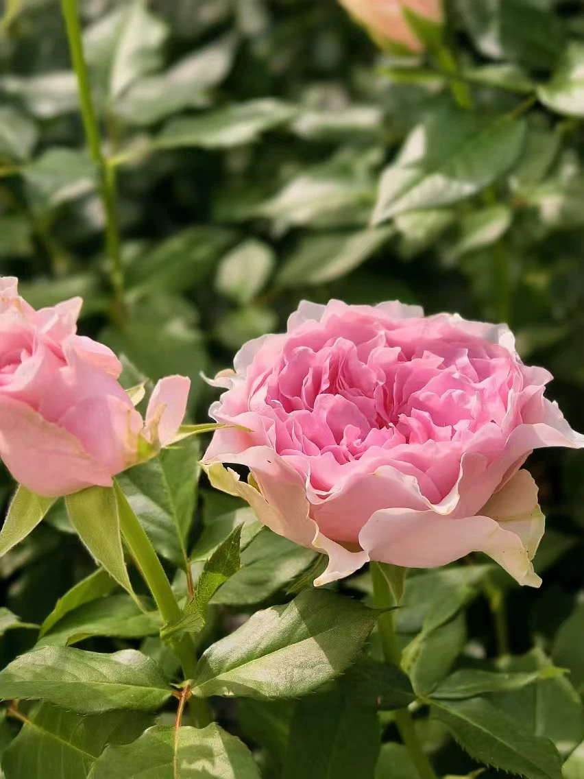 超新品乡村系列粉色奥斯汀大花乡村佩欧尼小苗四季开花带土发货