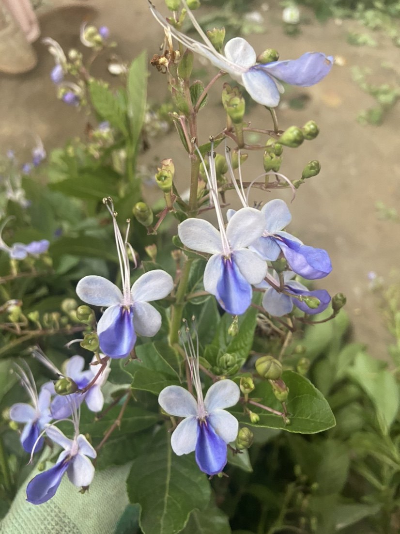 蓝蝴蝶花苗盆栽花卉植物蝴蝶兰