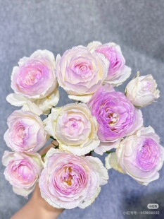 一加仑扦插中苗维萨里月季花苗原土原盆发货阳台庭院盆栽地栽绿植