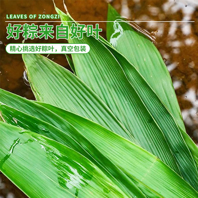 特大箬叶 粽叶新鲜粽叶免邮新鲜大100片商用干粽叶批发非芦苇现摘