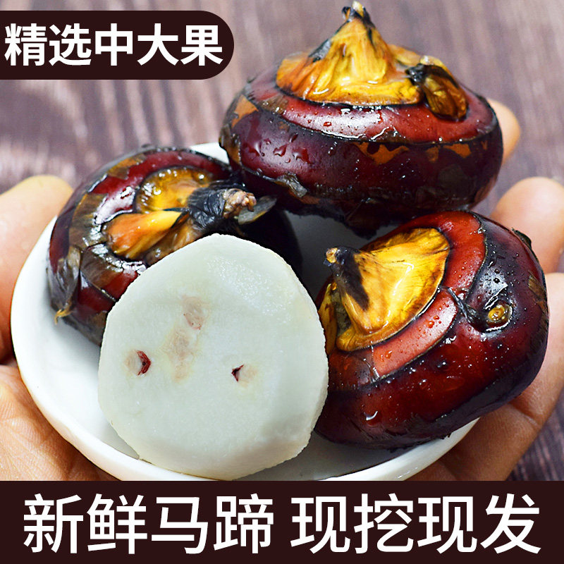 新鲜马蹄荸荠5斤中大果农家自种即食地梨饽荠当季水果红马蹄果莲|msdalam kategori daging perikanan/Buah-buahan segar dan sayur-sayuran/dimasak, sayur-sayuran segar/Vegetable Products, sayur-sayuran segar, lain - dari Buy2taobao.com untuk memberikan perkhidmatan ejen Taobao profesional membeli