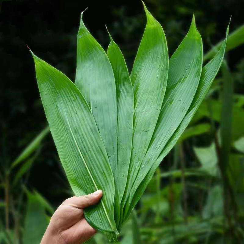 新鲜粽叶100片特大箬叶