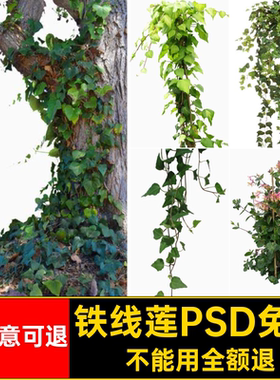 藤曼爬藤PSD免抠素材蔓藤蔓藤本铁线莲植物五叶地锦贴图常春藤