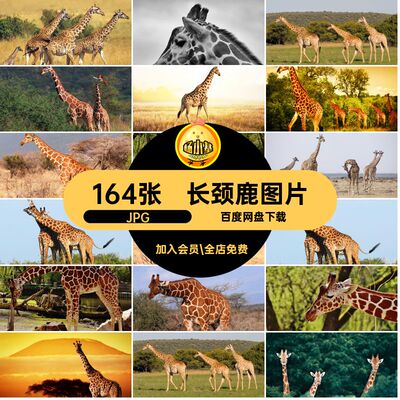 生物设计JPG美工打印合成动物长颈鹿图片非洲高清164张喷绘素材