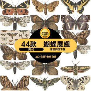 精美凤蝶PNG展翅图片飞蛾44款插图插图扣复古蝴蝶手绘免高清凤蝶