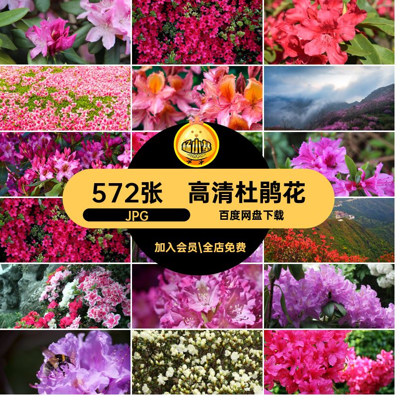 花朵设计JPG杜鹃花素材打印花卉喷绘合成摄影图片高清花簇572张
