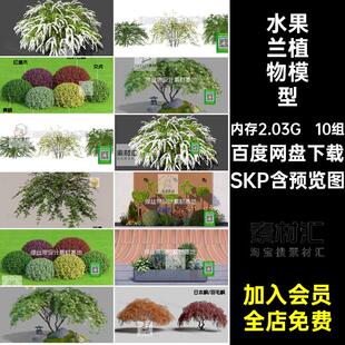 10组红叶石楠植物模型姬SU雪花小金SKP喷蜡菊继银叶水果木球迎春