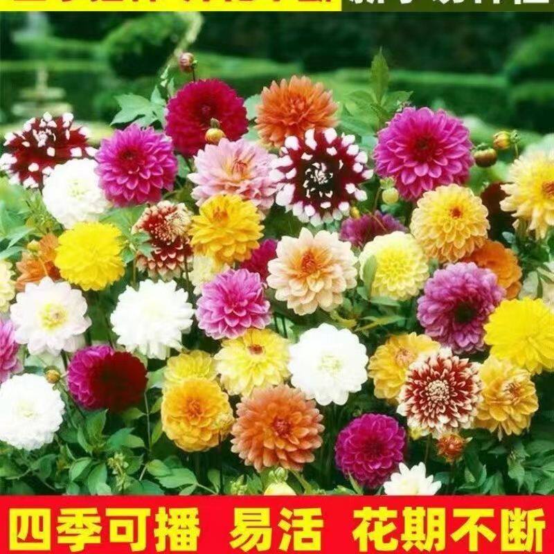 大丽花盆栽花苗地瓜花苗四季开花小丽花苗庭院阳台室内外种植好养