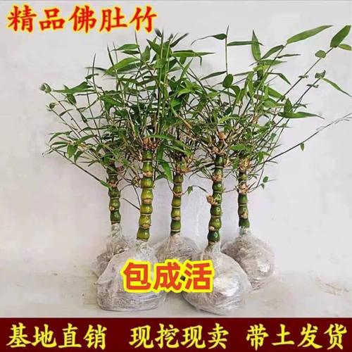 佛肚竹盆栽葫芦竹罗汉竹观赏竹竹子阳台盆景办公室内植物客厅绿植