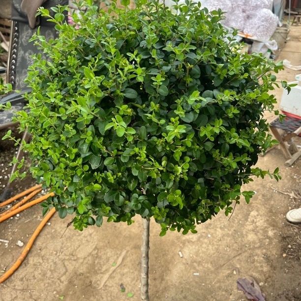 小叶女贞球树苗造型树盆景树桩球形棒棒糖树苗别墅绿化植物苗木