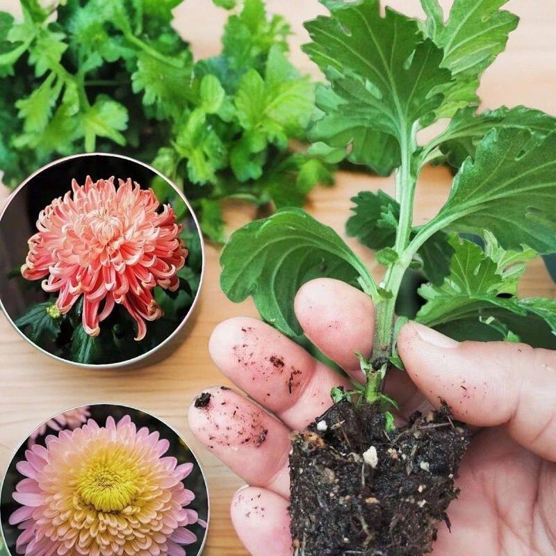 菊花苗四季开花菊花盆栽地栽可食用室内外阳台养耐寒热菊花小苗图片