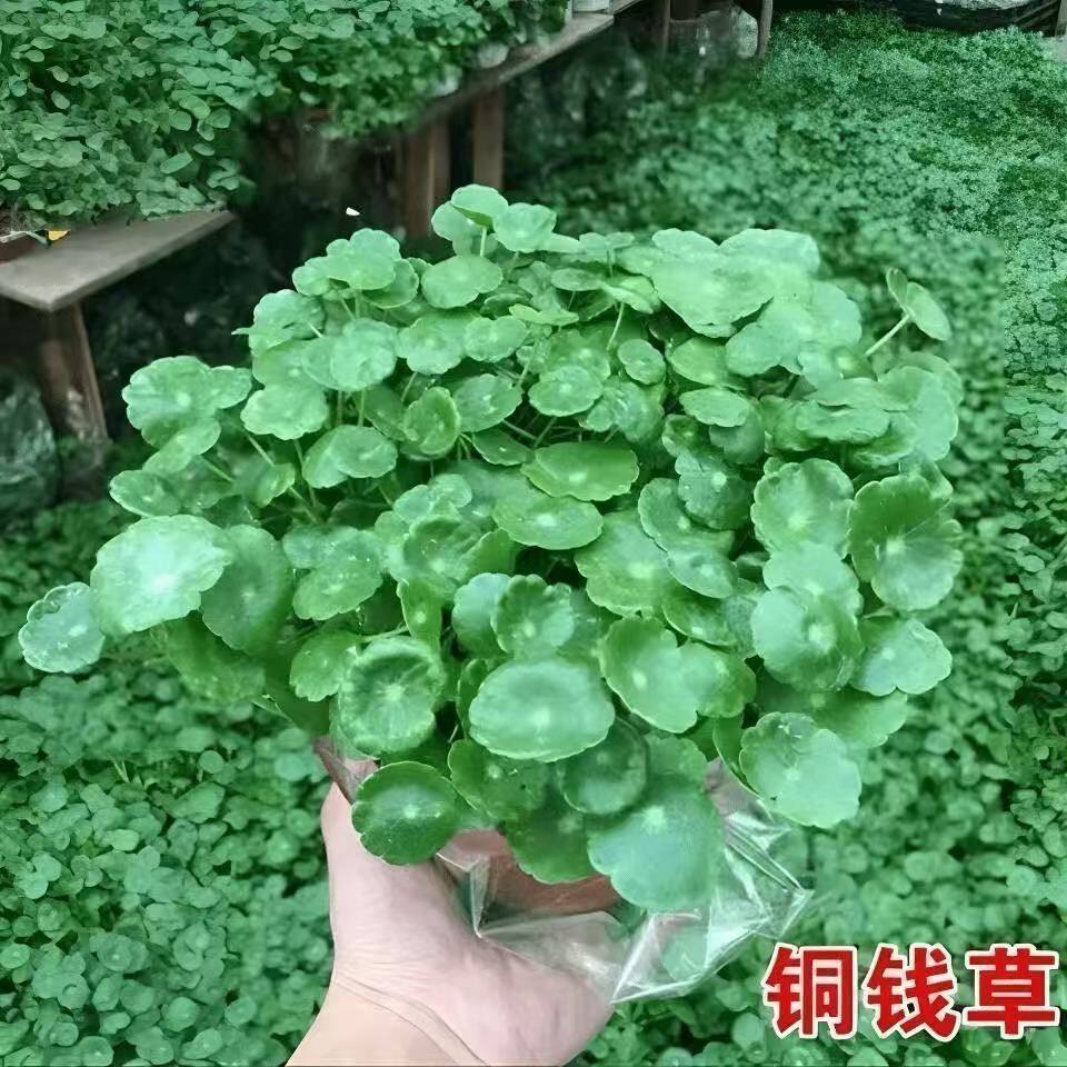 铜钱草盆栽水培荷花植物办公室食用薄荷桌面盆栽四季常青室内招财