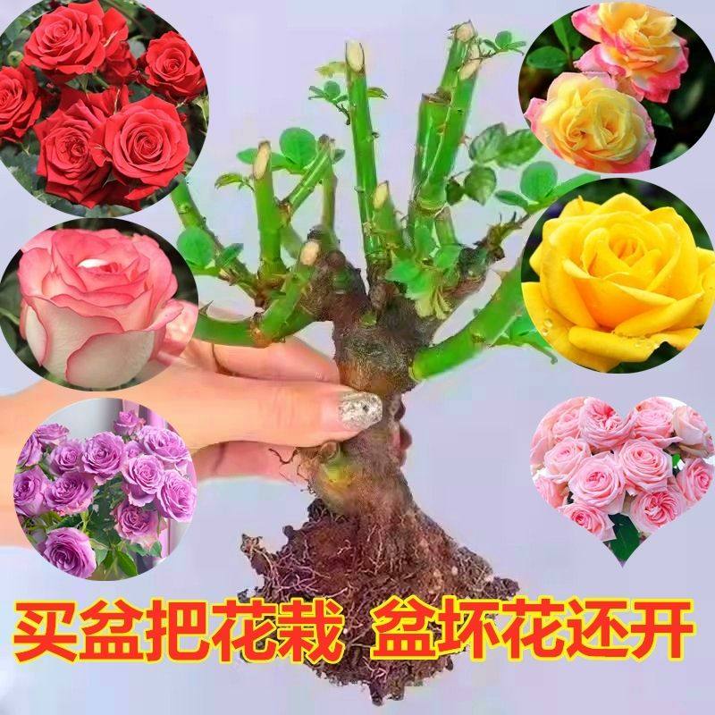 正宗香水玫瑰花苗老桩盆栽玫瑰四季开花室内外阳台盆栽花卉绿植,鲜花速递/花卉仿真/绿植园艺,月季/蔷薇/玫瑰,淘宝优惠券,粉丝福利购,淘宝优惠卷