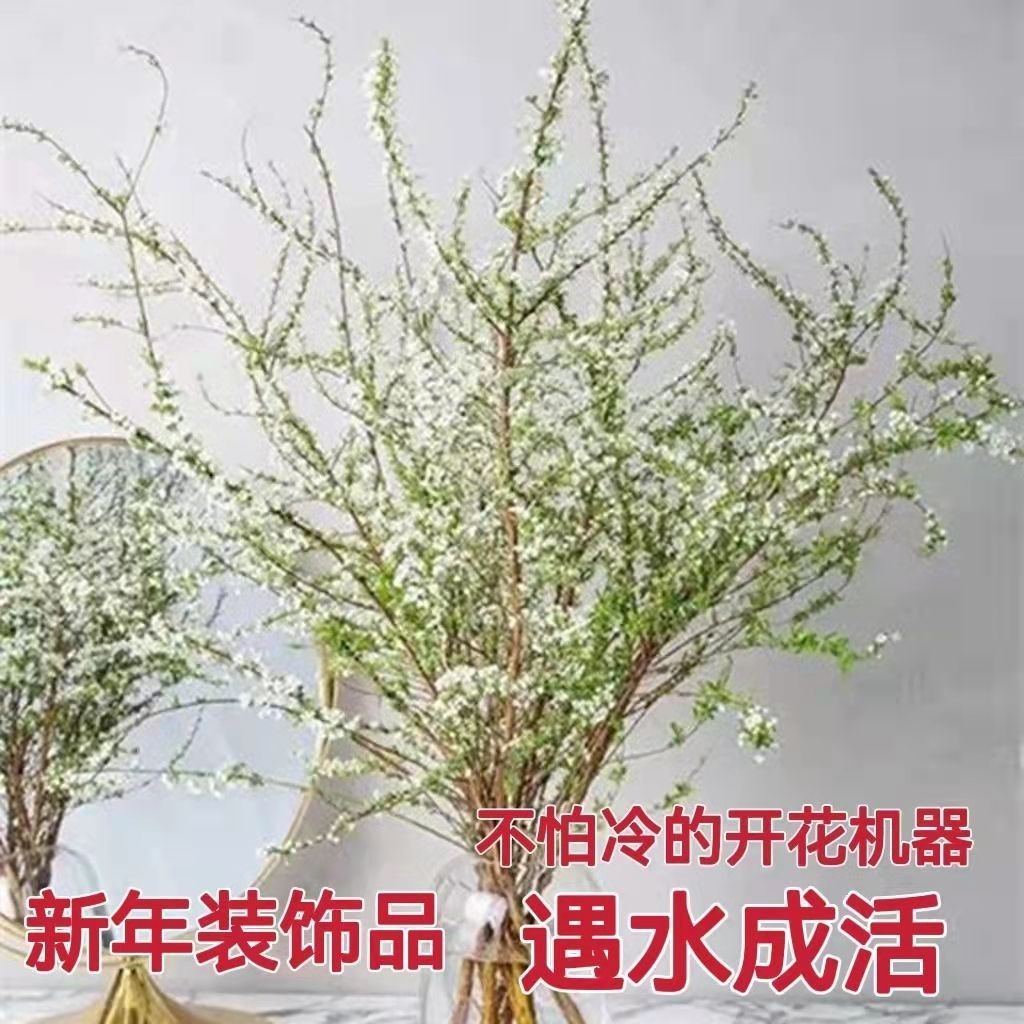 【鲜枝现发】雪柳鲜枝耐寒水养遇