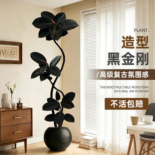 黑金刚橡皮树室内落地大型绿植