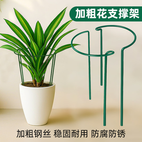 花支撑架护花架支撑杆花卉龟背竹