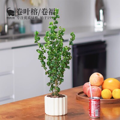 水培卷福植物卷叶榕桌面盆栽绿植