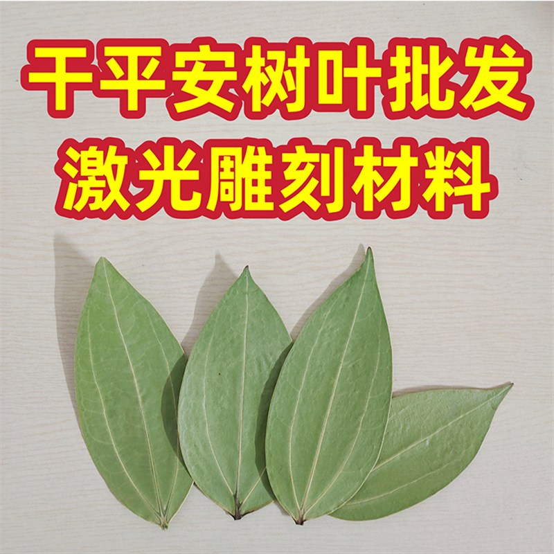 平安树叶标本乾燥处理叶雕专用叶子机器紫外激光雕刻照片相框材料