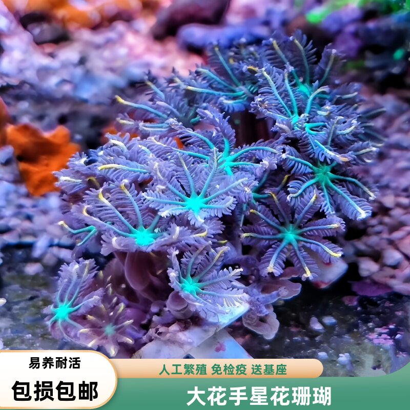 海境水族手星花珊瑚软体珊瑚宠物