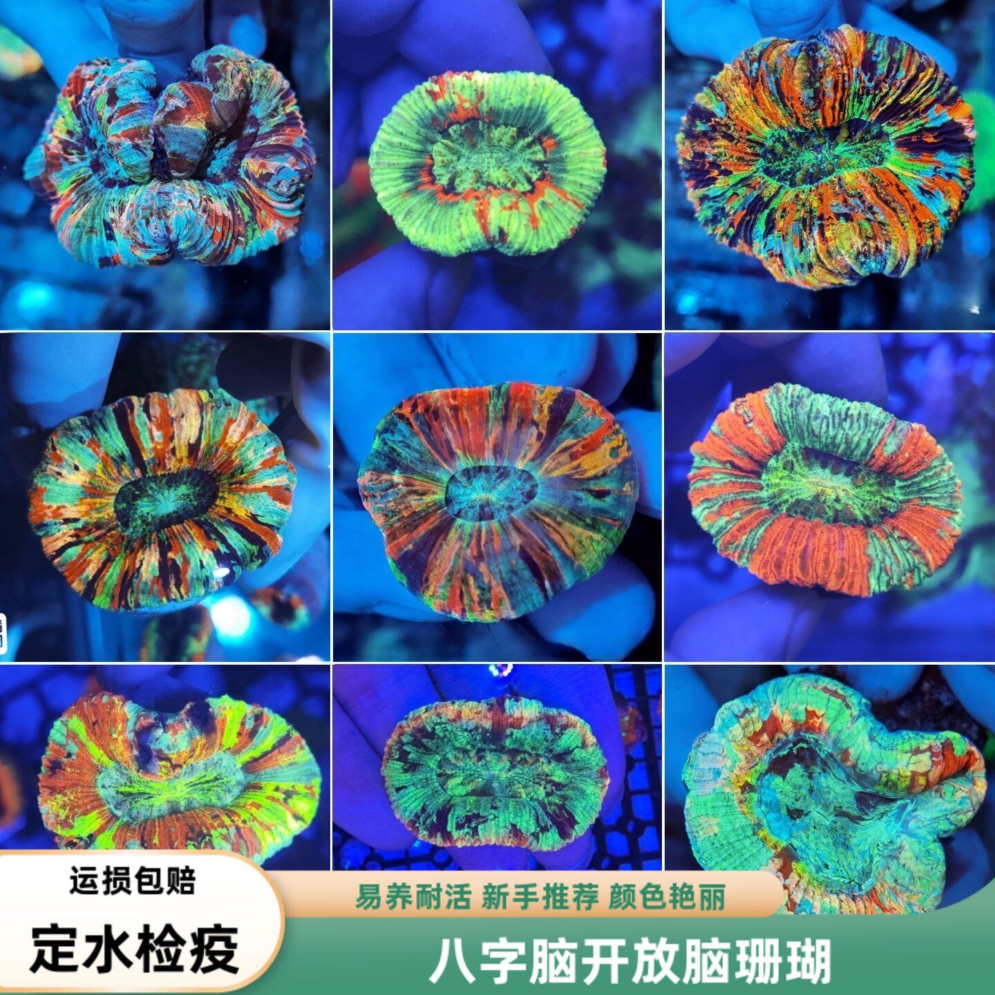 海境水族八字脑类珊瑚油彩脑珊瑚