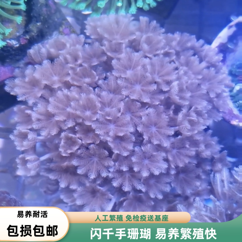 闪千手珊瑚开合花伞闪千手白鬼爪海水珊瑚软题澳洲日本斐济白珊瑚