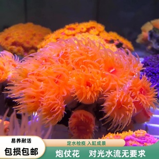 【海境水族】炮仗花海水珊瑚软体太阳花易养试水生活物新手易养