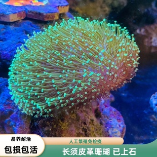 【海境水族】皮革珊瑚荧光绿密须皮长须花环皮手指皮海缸新手软体