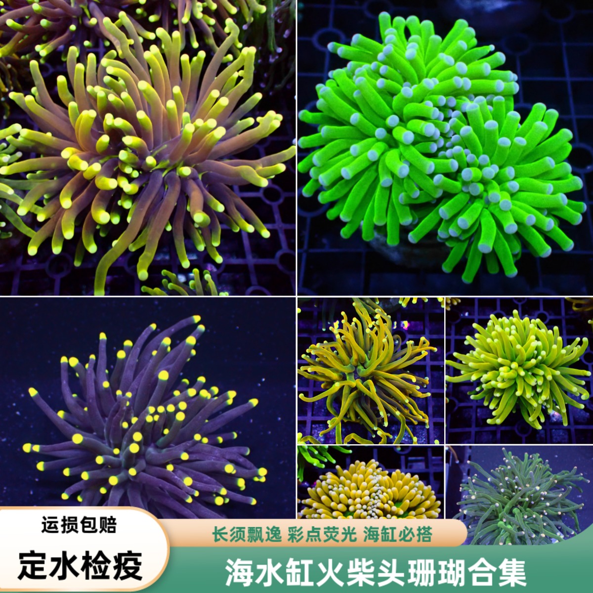 火柴头珊瑚印尼澳洲彩点黑金荧光绿长须软体珊瑚海缸易养定水检疫