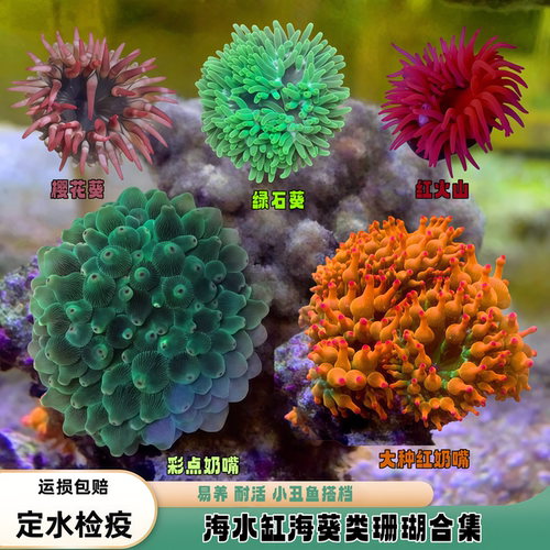 海境水族海葵珊瑚荧光绿奶嘴海缸
