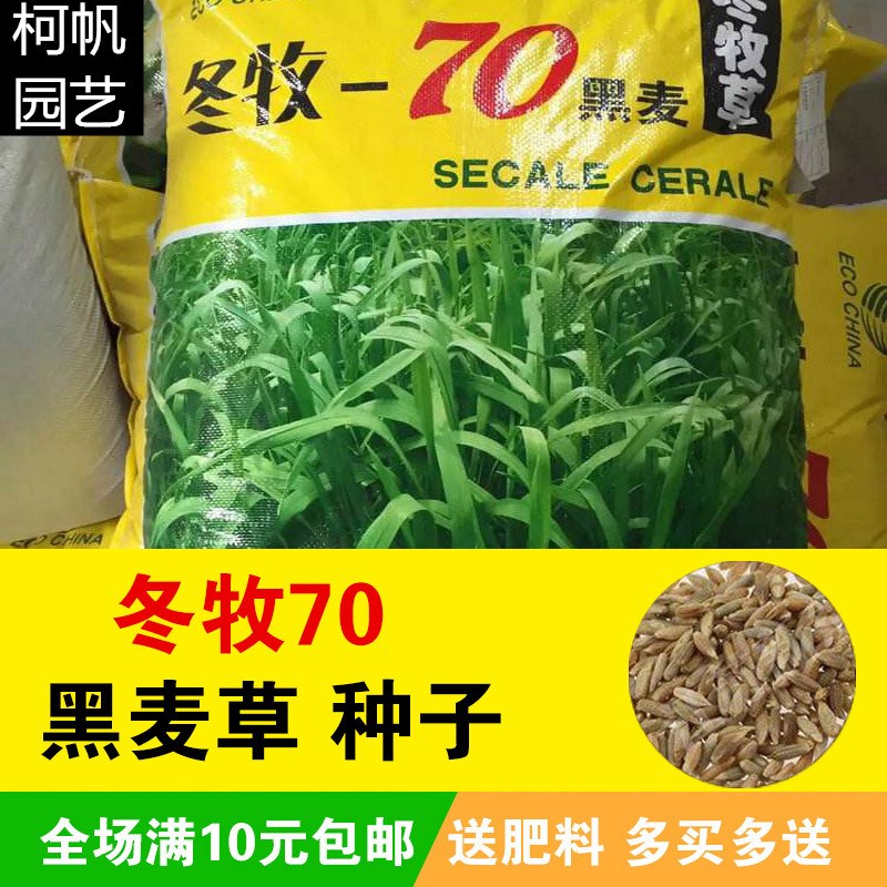 冬牧70黑麦草种子猪马牛羊兔鸭鹅鱼家禽养殖牧草种籽高产耐寒四季