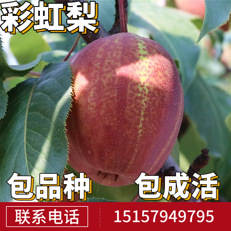 彩虹梨苗梨树果苗南北方庭院地栽特大果树阳台盆栽嫁接当年结果