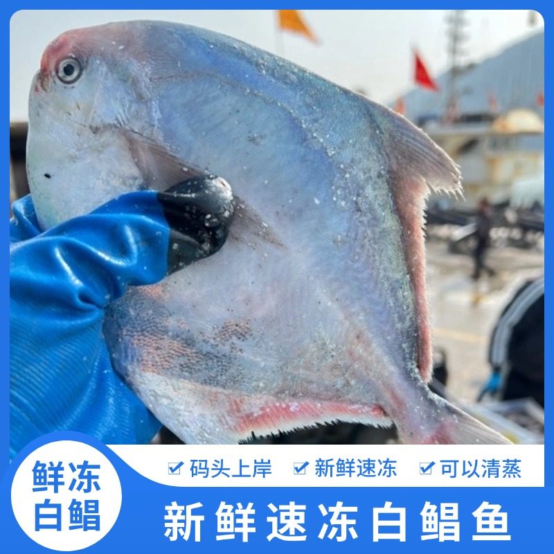 鲳鱼新鲜冷冻舟山白鲳鱼银鲳鱼冰鲜鲳鱼海鲜大鲳鳊鱼昌鱼年货海鲜,水产肉类/新鲜蔬果/熟食,鲳鱼,淘宝优惠券,粉丝福利购,淘宝优惠卷