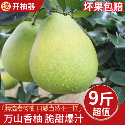 万山香柚子老树冰糖柚